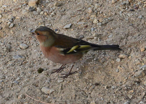 Image of Fringilla Linnaeus 1758