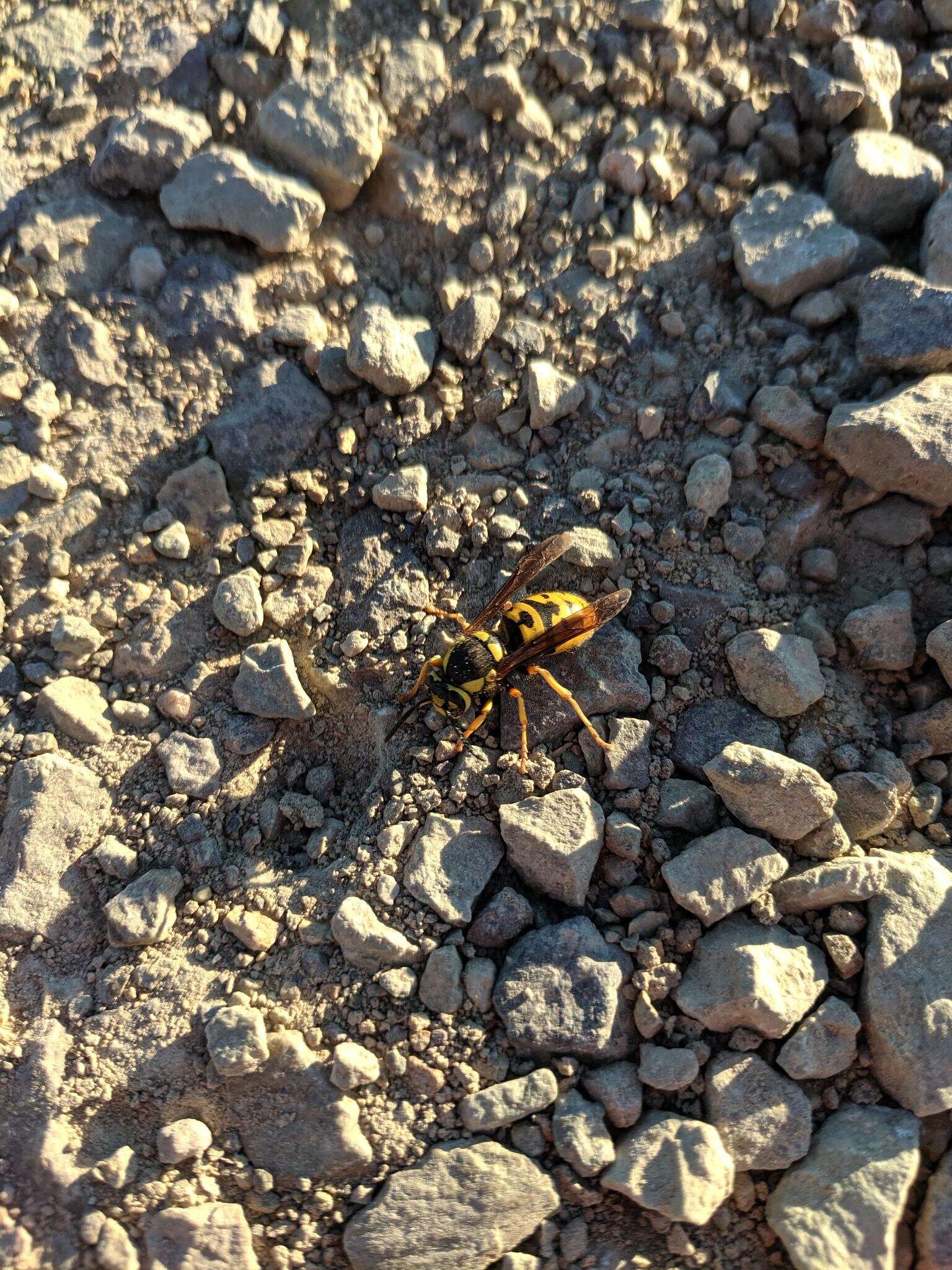 Image de Vespula atropilosa (Sladen 1918)