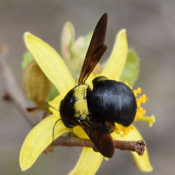 Plancia ëd Xylocopa flavicollis (De Geer 1778)