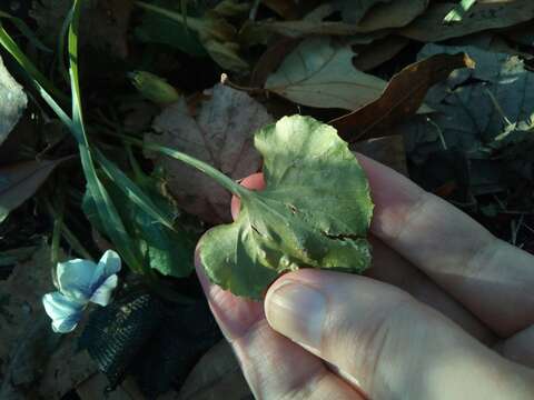 Image of Viola sororia f. priceana (Pollard) Cooperr.