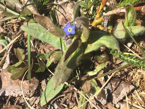 Plancia ëd Myosotis asiatica (Vesterg.) Schischkin & Sergievskaja