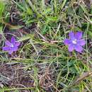 Calydorea campestris (Klatt) Baker resmi