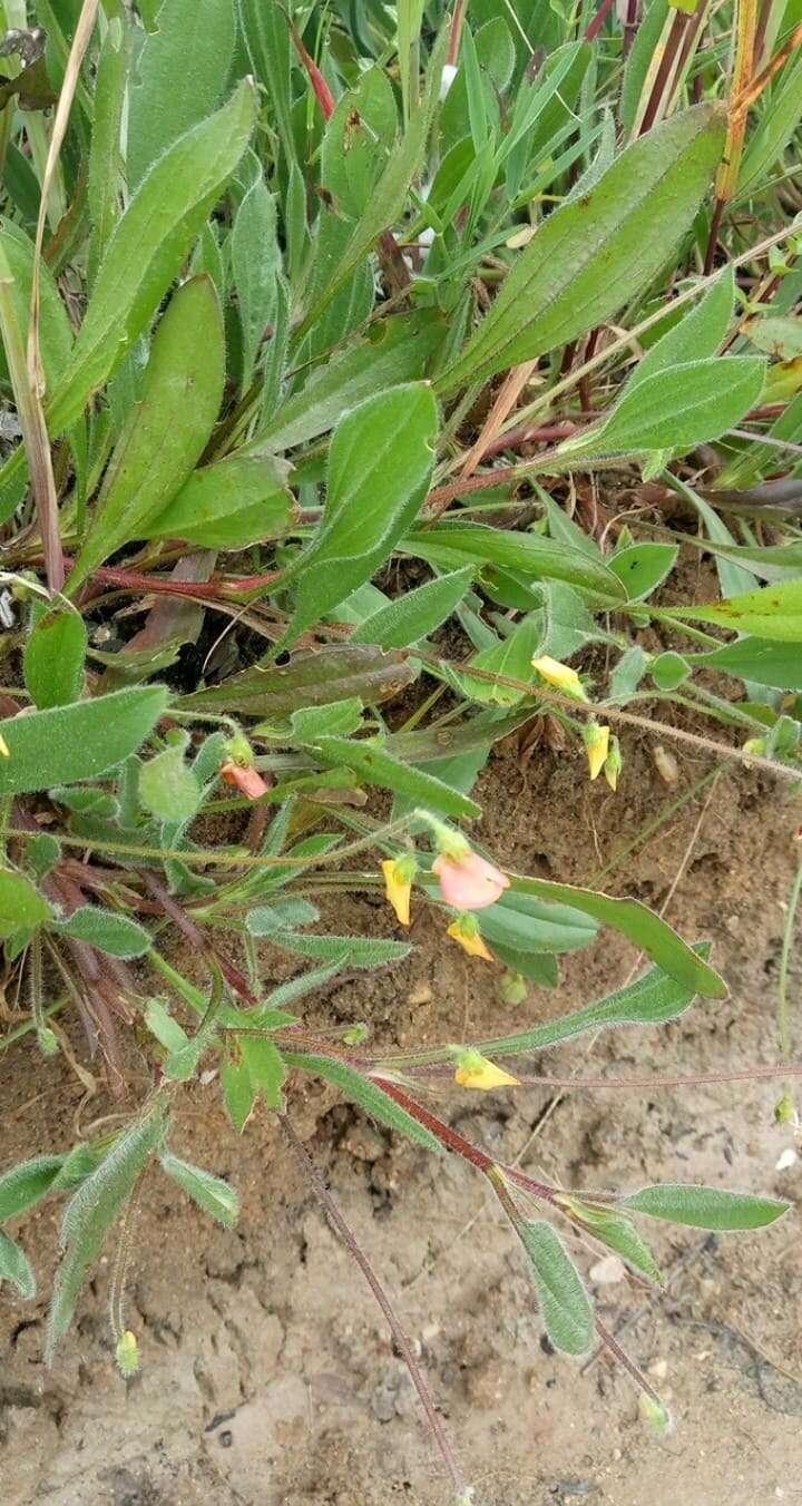 Plancia ëd Scorpiurus vermiculatus L.