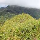 Image of Pandanus multispicatus Balf. fil.