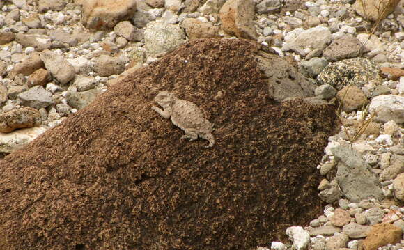 Image of Cedros Island Horned Lizard