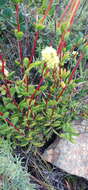 Image of Crassula latibracteata Tölken