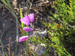 Image of Ixia purpureorosea G. J. Lewis