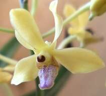 Image of Vanda testacea (Lindl.) Rchb. fil.