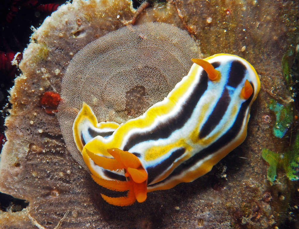 Image of Chromodoris colemani Rudman 1982