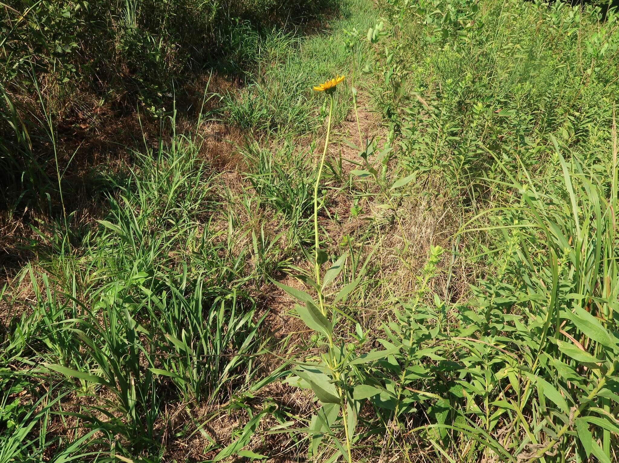 Image of stiff sunflower