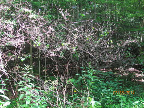 Image of northern spicebush