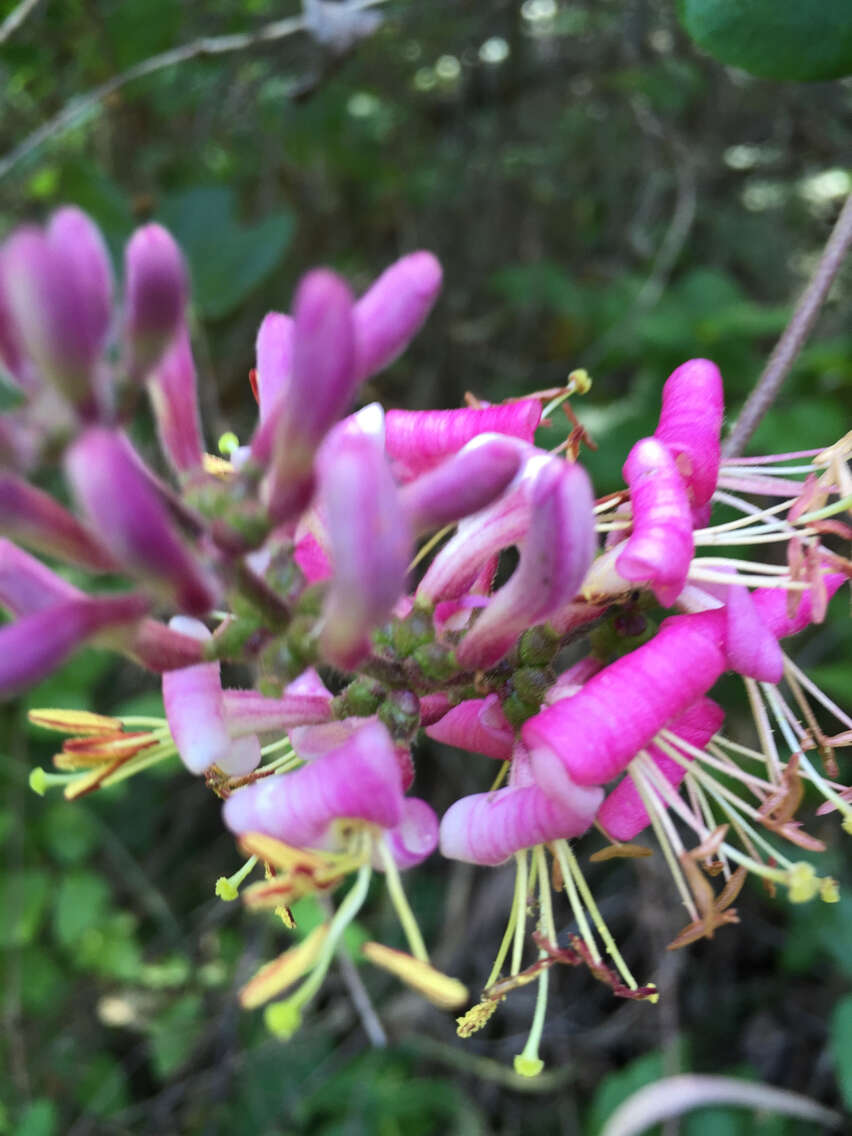 Image of pink honeysuckle