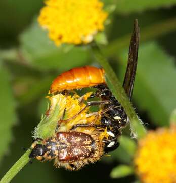 Image of Philanthus loeflingi Dahlbom 1845