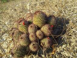 Image de Mammillaria beneckei Ehrenb.