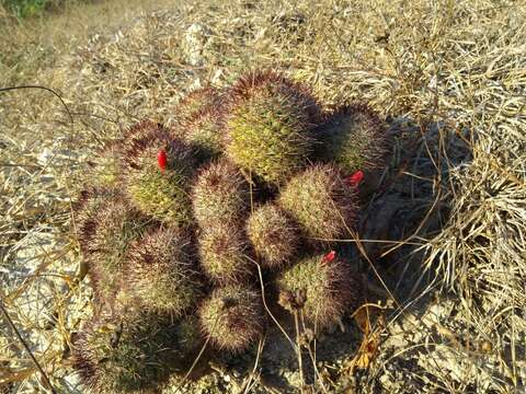 Image de Mammillaria beneckei Ehrenb.