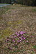 Image of trailing phlox