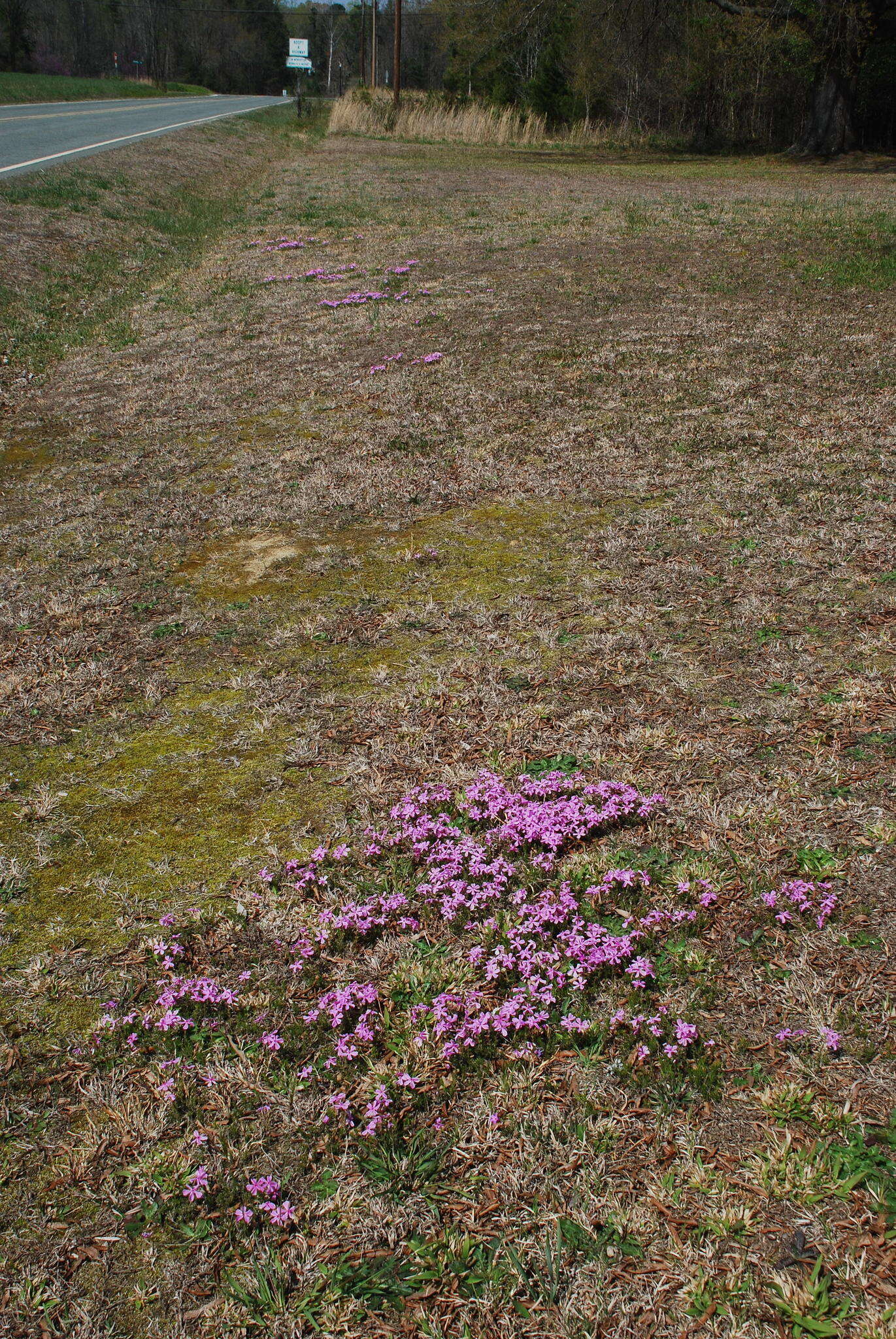 Image of trailing phlox