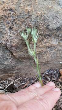 Image of Narrow-leaved cudweed