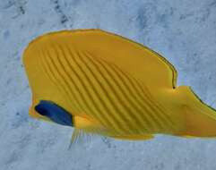 Image of Addis Butterflyfish