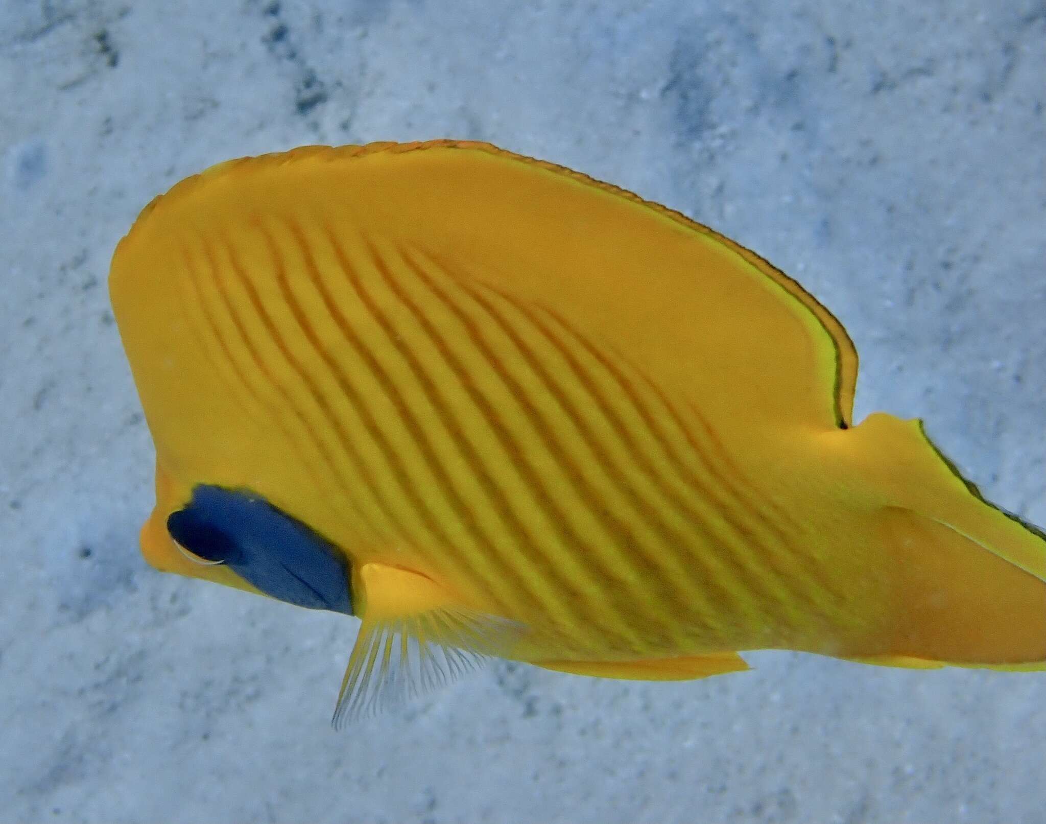 Image of Addis Butterflyfish