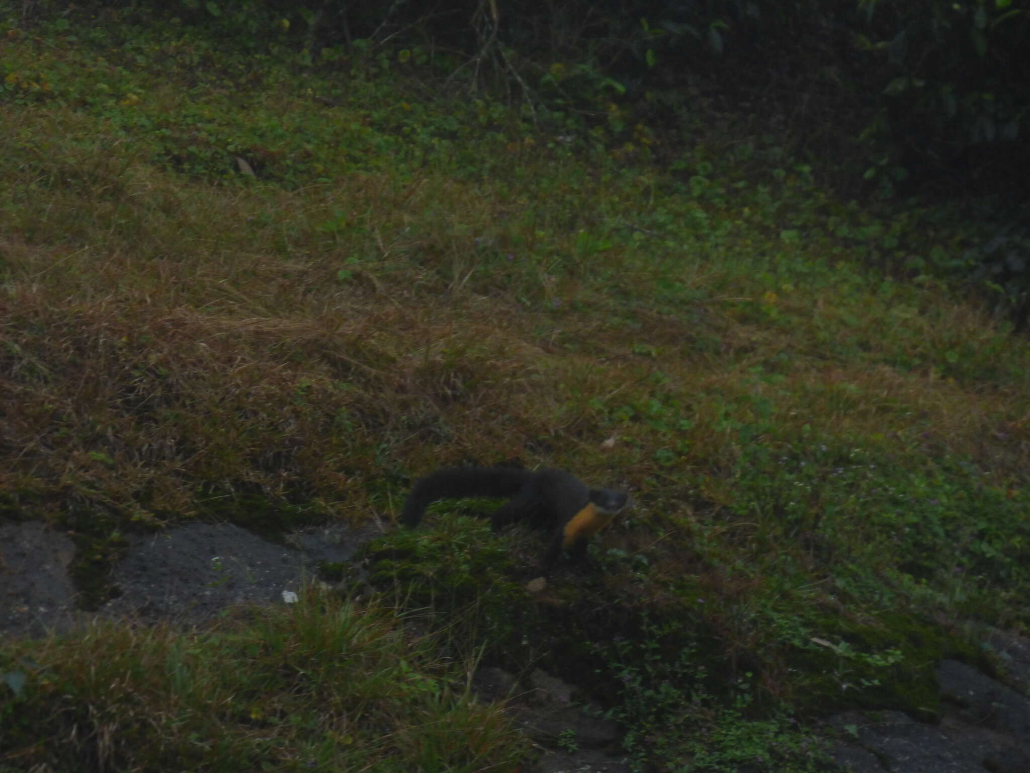 Image of Nilgiri Marten