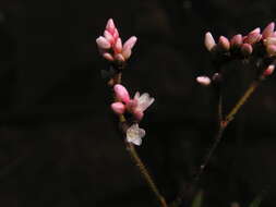 صورة Persicaria hystricula (Schuster) Sojak