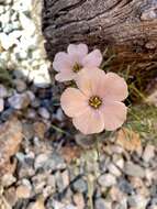 Image of Turnera sidoides subsp. pinnatifida (Juss. ex Poir.) M. M. Arbo