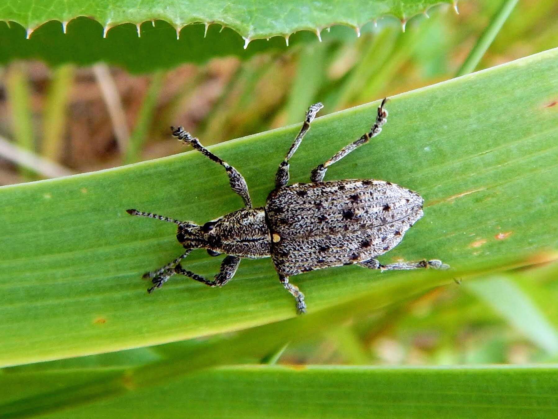 Слика од Ithycerus noveboracensis (Forster & J. R. 1771)