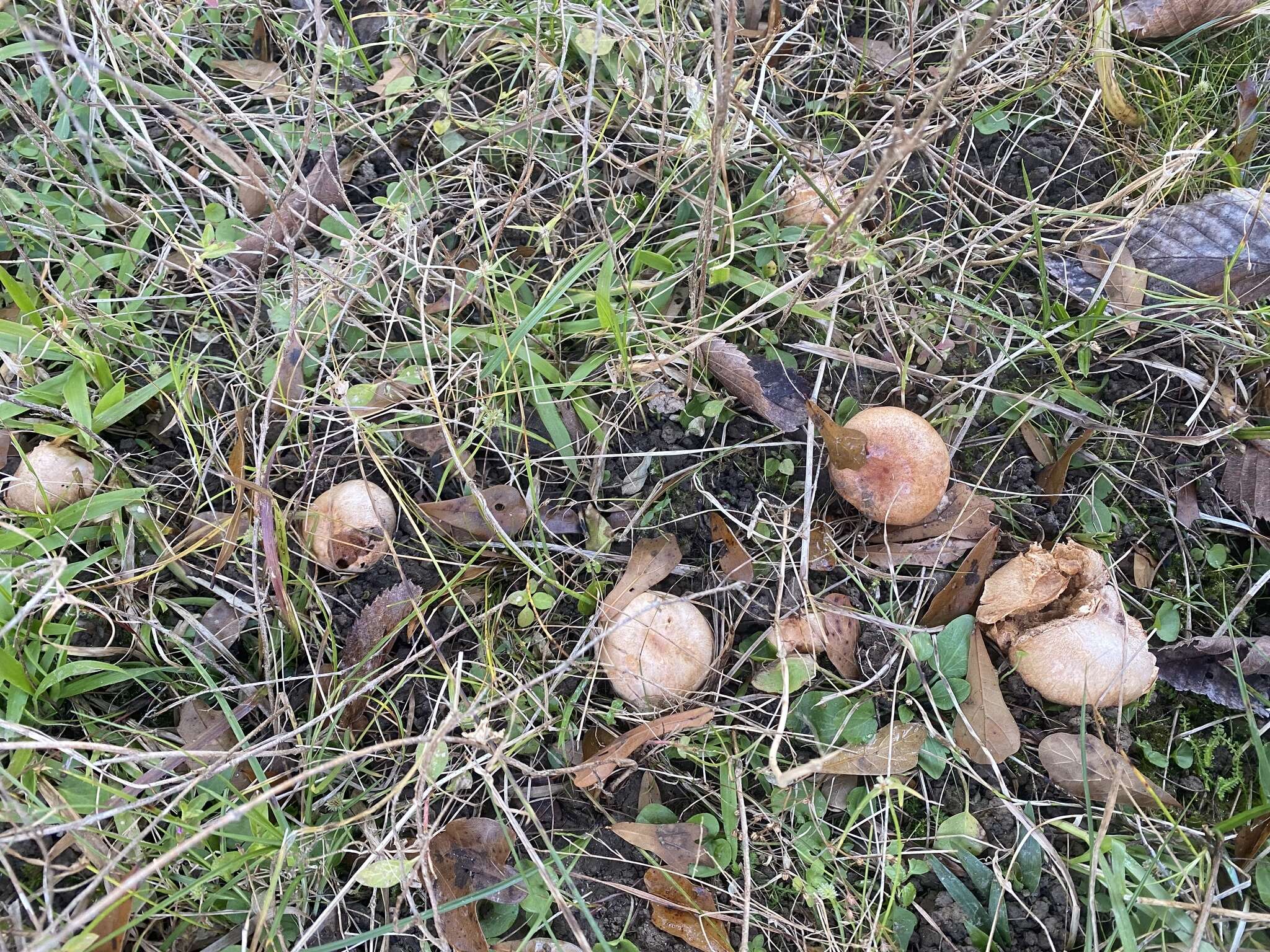 Image of Zelleromyces cinnabarinus Singer & A. H. Sm. 1960