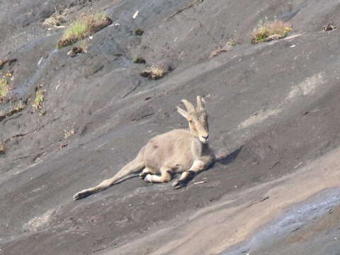 Image of Nilgiritragus Ropiquet & Hassanin 2005