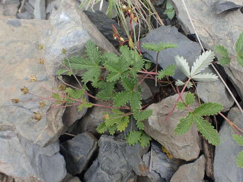 Imagem de Potentilla potaninii Wolf