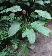 Image of Goeppertia latifolia (Willd. ex Link) Borchs. & S. Suárez
