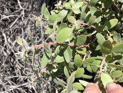 Plancia ëd Arctostaphylos morroensis Wiesl. & Schreiber