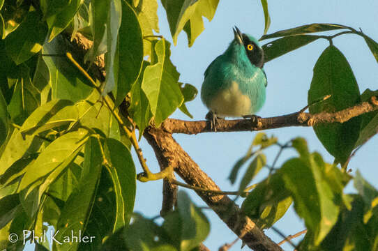 Image of Black-faced Dacnis