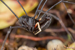 Image of Pantopsalis cheliferoides