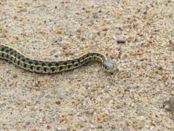 Image of Plains Garter Snake