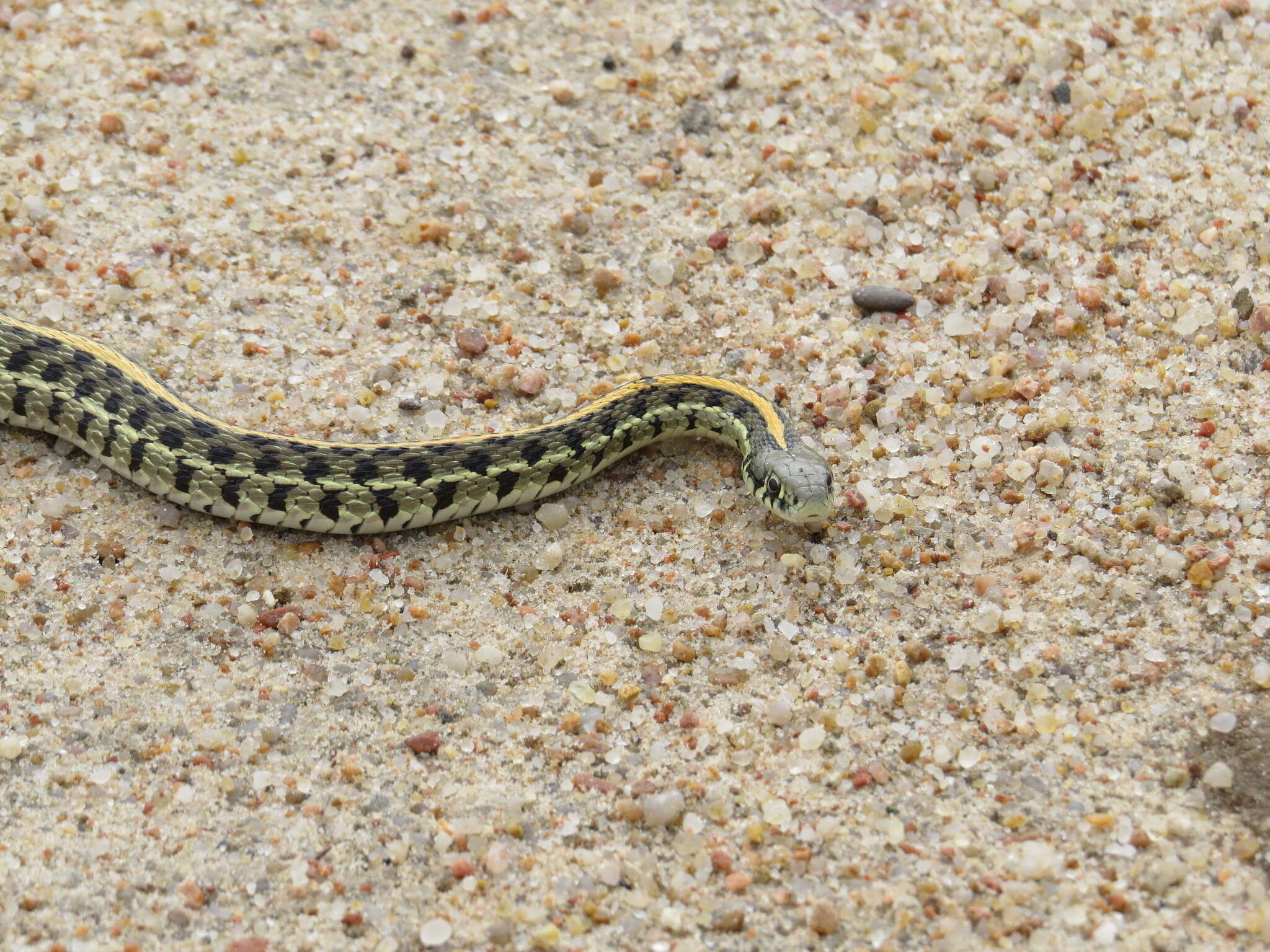 Image of Plains Garter Snake