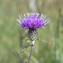 Image of Cirsium suzukaense Kitam.