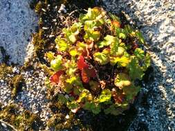 Слика од Pelargonium australe (Poir.) Jacq.