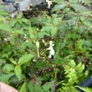 Impatiens radiata Hook. fil. resmi