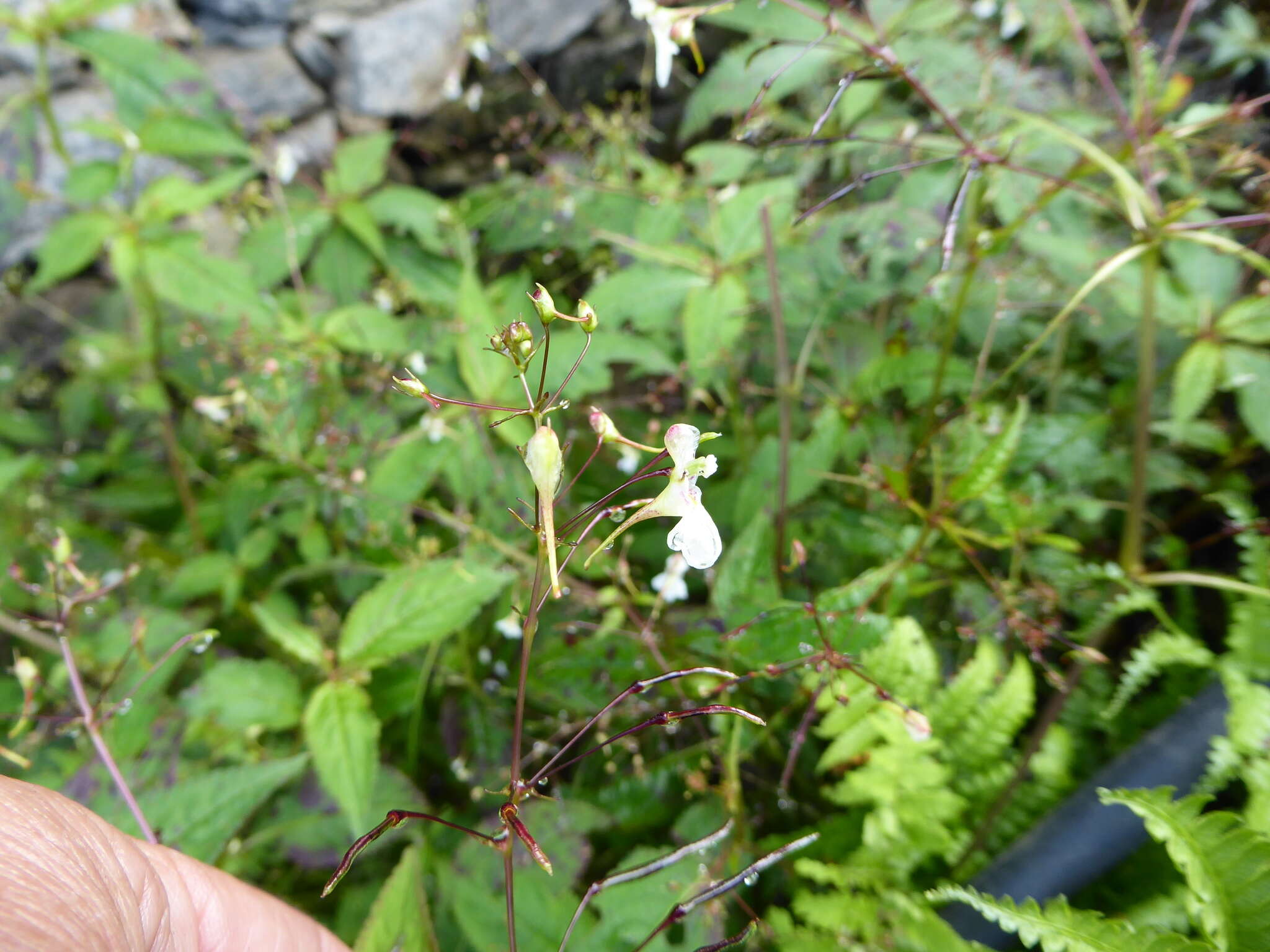 Image of Impatiens radiata Hook. fil.