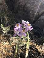 Imagem de Schizanthus pinnatus Ruiz & Pavón