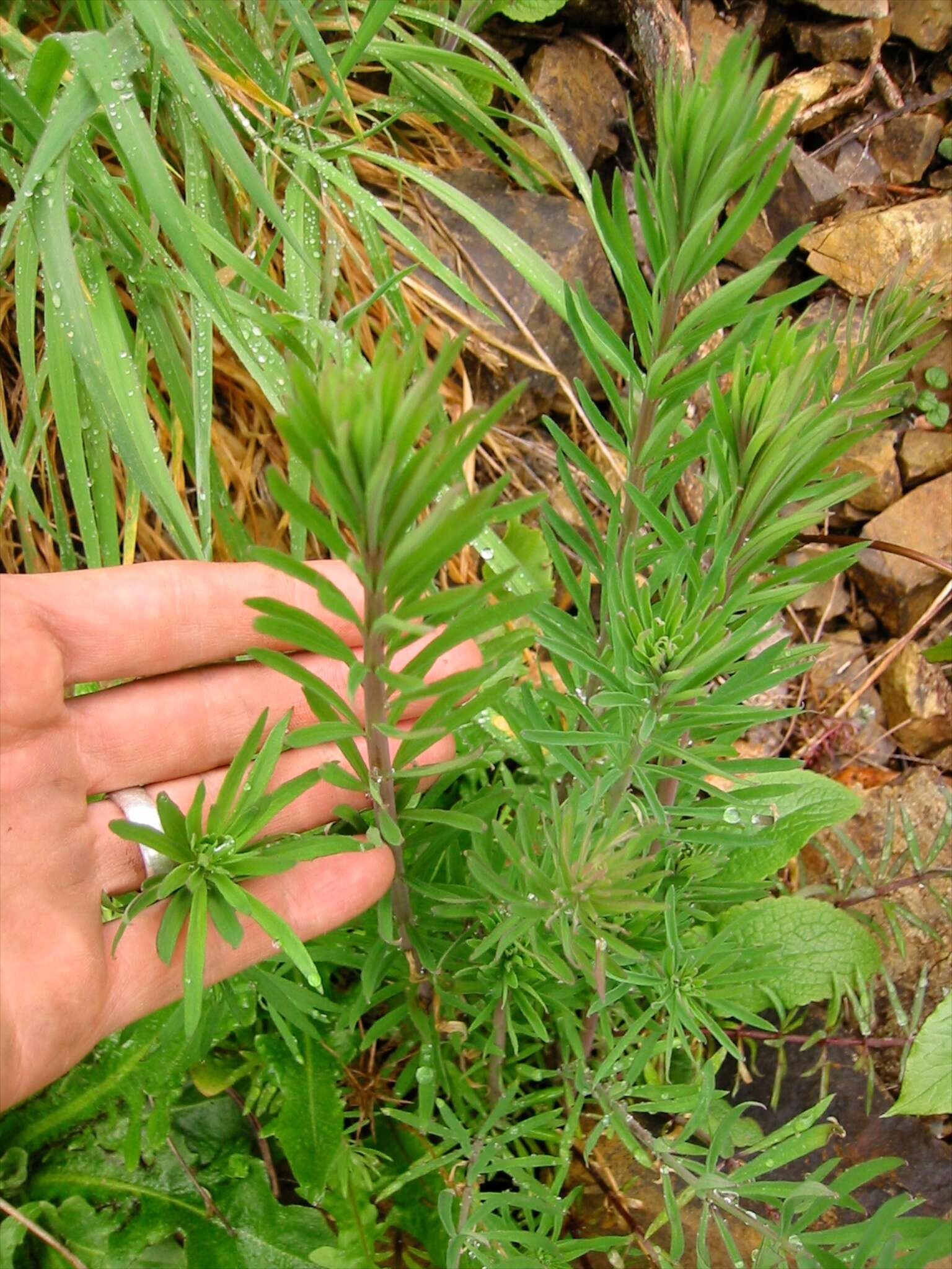 Plancia ëd Linaria purpurea (L.) Mill.