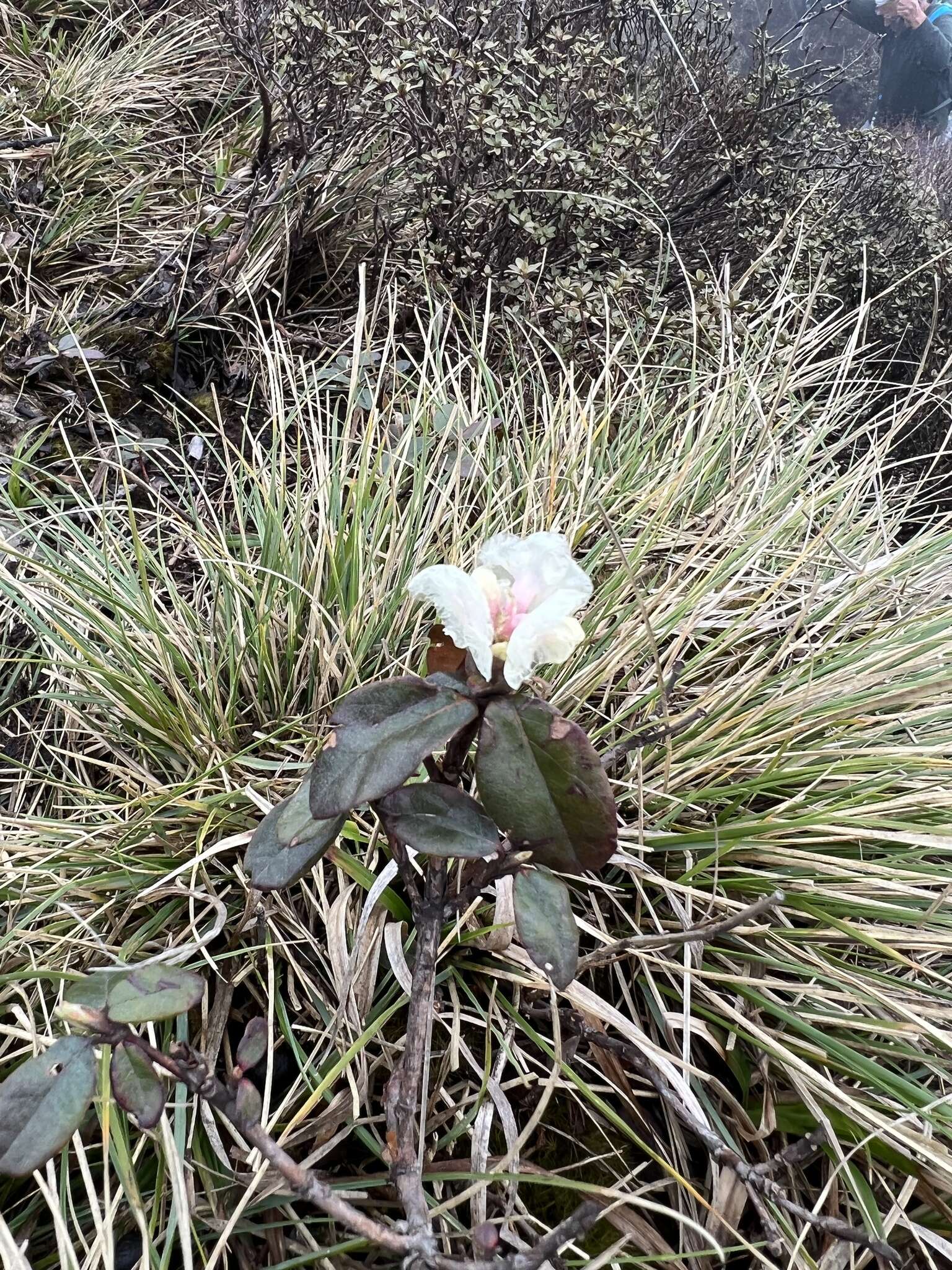 Image of Rhododendron anthopogon D. Don