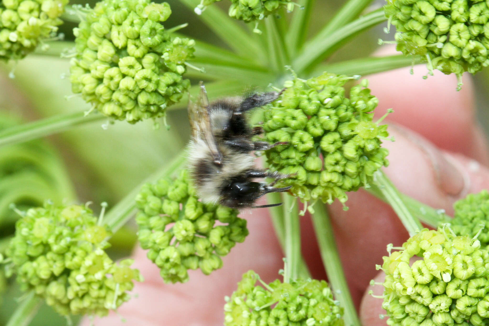 Image of Sanderson Bumble Bee