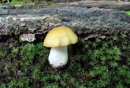 Image of Entoloma bicolor Murrill 1917