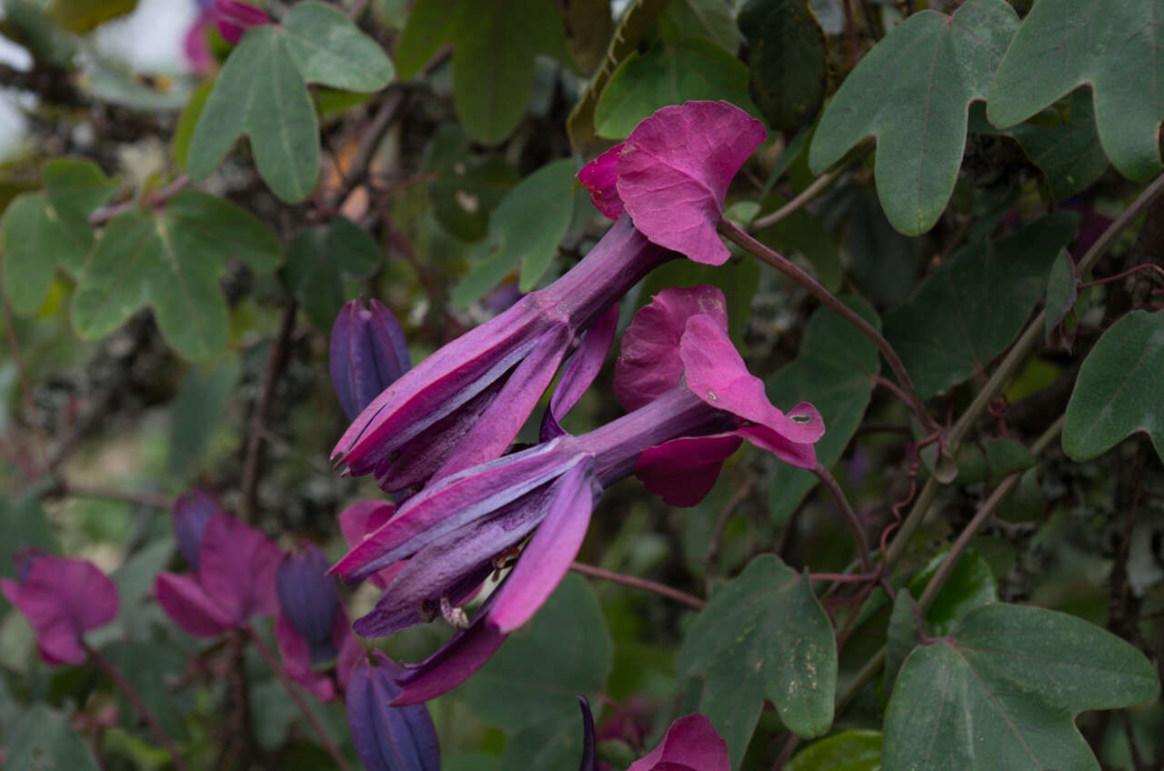 Image of Passiflora umbilicata (Griseb.) Harms