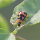 Image of Cerotoma ruficornis ruficornis (Olivier 1791)