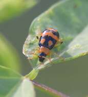 Sivun Cerotoma ruficornis ruficornis (Olivier 1791) kuva