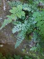 Image of limestone spleenwort